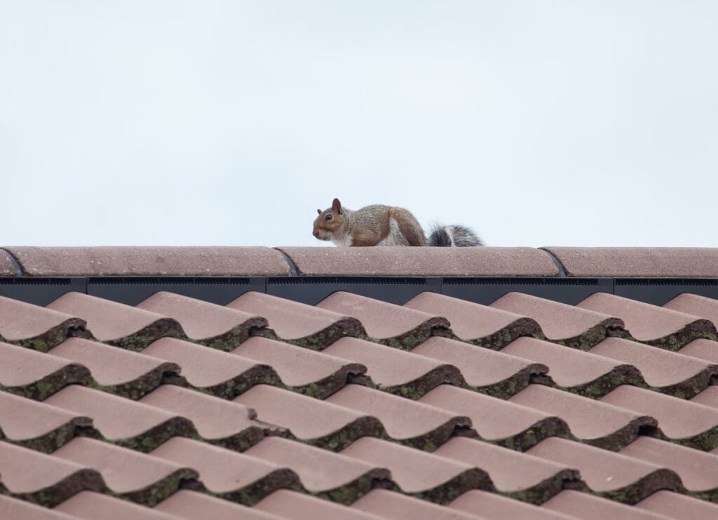squirrel on roof
