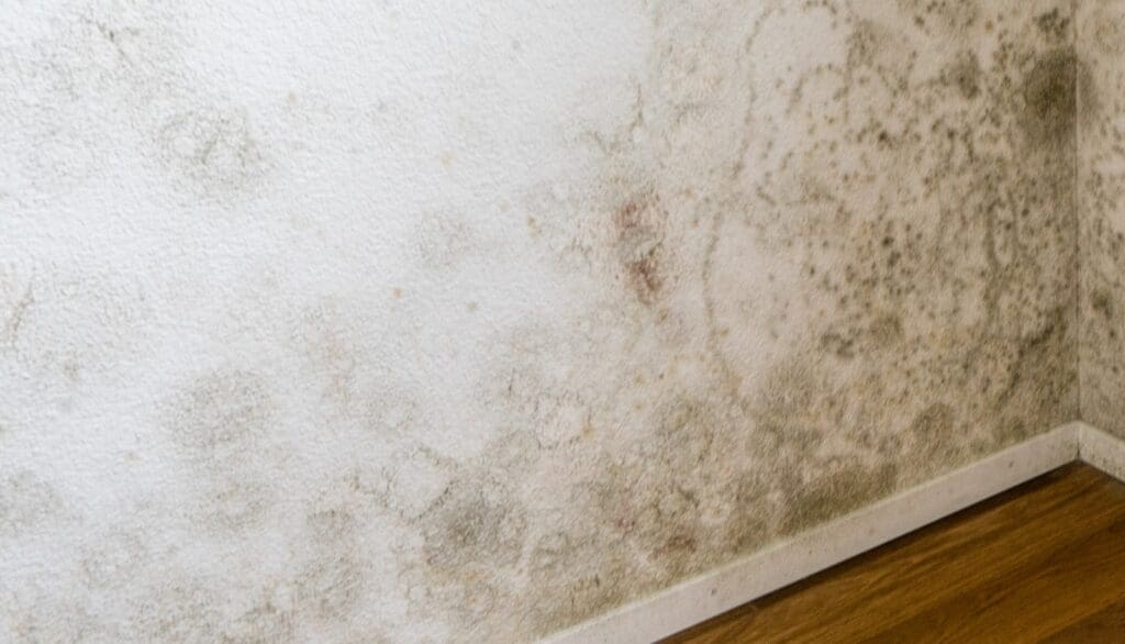 Black mold on an interior wall to help illustrate Roof and Structure Leak Repair