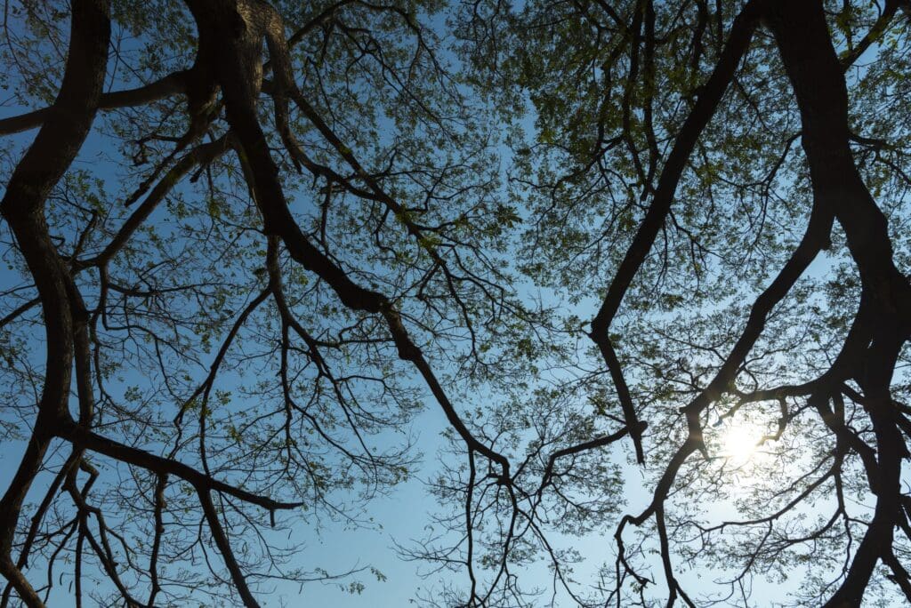tree branches stretching toward a blue sky to illustrate How Far Should Tree Branches Be From A Roof