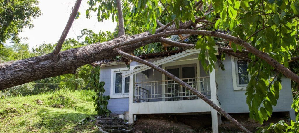 Tree fallen on a home to help illustrate storm damage roof repair
