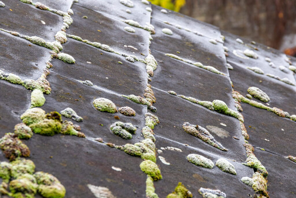 Best Time of Year to Remove Moss from Your Roof