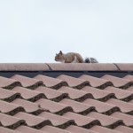 squirrel on roof
