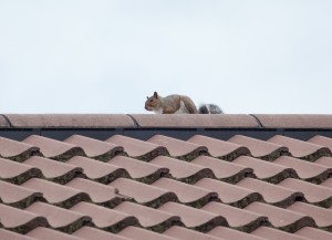 Photo of a squirrel on a roof top