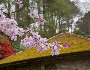 Flowers of the pink Magnolia Stellata shrub in front of old moss covered tile roof