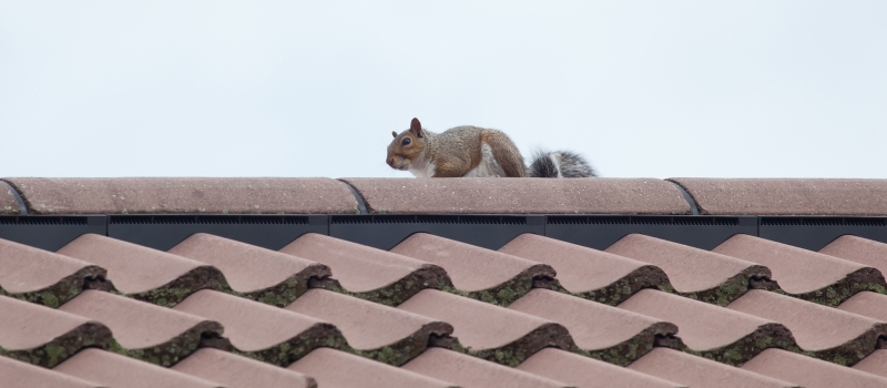 Keep Pests Out of Your Attic and Off Your Roof, For Good!