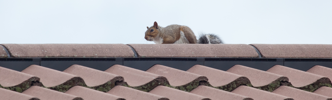 Keep Pests Out of Your Attic and Off Your Roof, For Good!