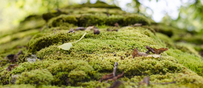 How to Get Rid of Moss, the Loveliest Looking Roof Killer