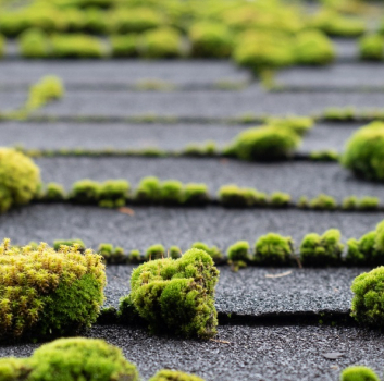 How to get rid of moss on your roof