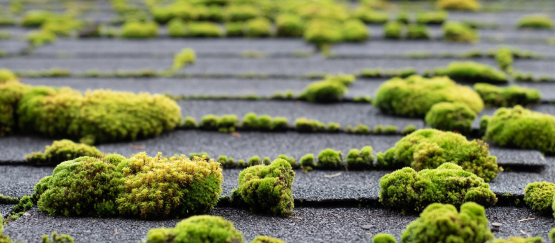 How to get rid of moss on your roof