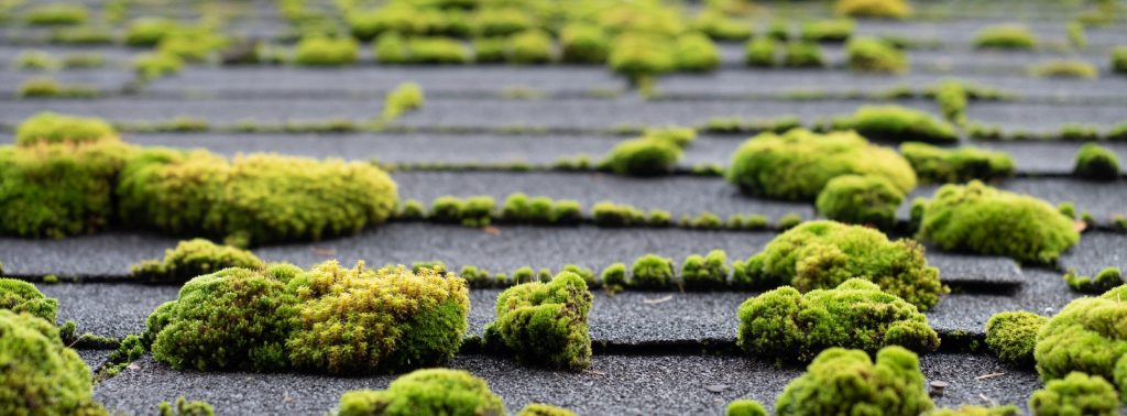 A closeup image of moss on an asphalt shingles roof to help illustrate Zinc vs Copper Roof Strips for Moss Prevention and roofing tips for homeowners